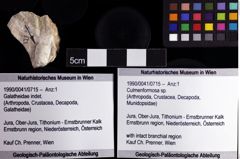 Foto (Objket + Etiketten) von Culmenformosa sp. 